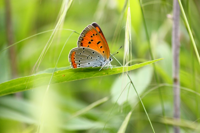 Lycaena dispar e altri licenidi.